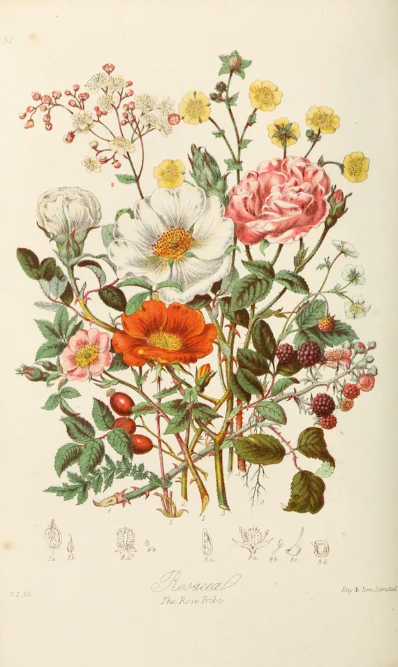 Vintage Botanic Önizleme